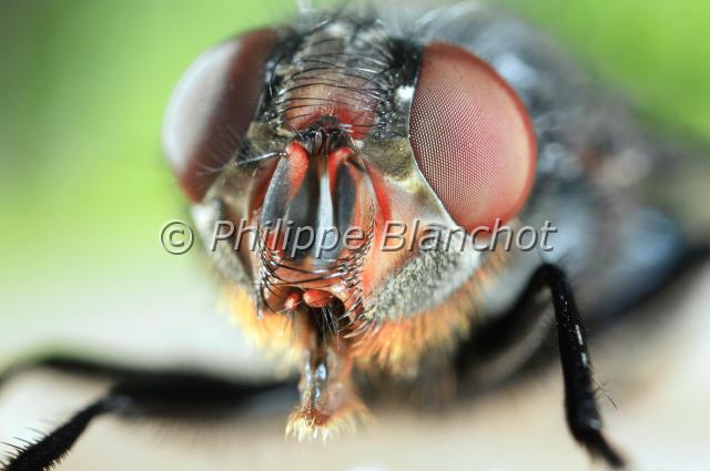 calliphora vomitoria 5.JPG - Calliphora vomitoria (portrait)Mouche bleue ou mouche de la viandeBlue Bottle FlyDiptera, CalliphoridaeFrance